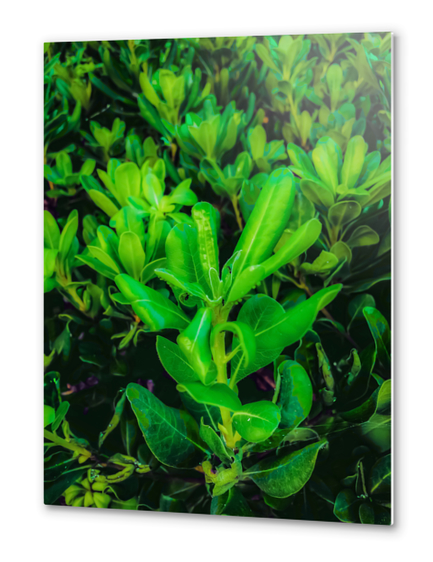 green leaves plant texture background Metal prints by Timmy333