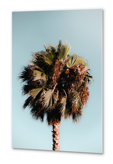 Closeup isolated palm tree with green leaves in summer with blue sky Metal prints by Timmy333