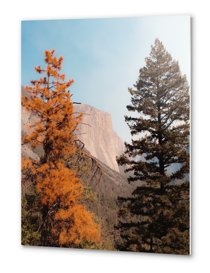 mountain with autumn tree at Yosemite national park USA Metal prints by Timmy333