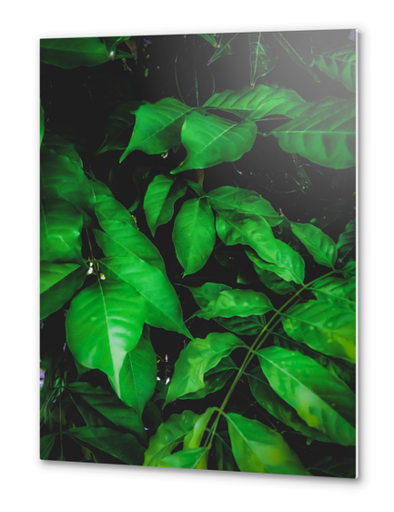 green leaves texture background Metal prints by Timmy333