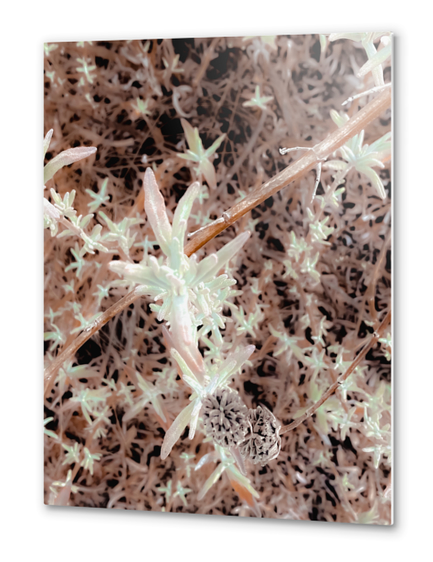 dry flowers with brown dry grass texture abstract background Metal prints by Timmy333