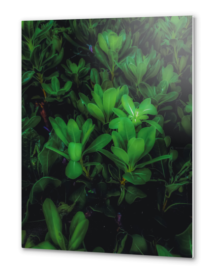 Closeup green leaves plant garden texture background Metal prints by Timmy333