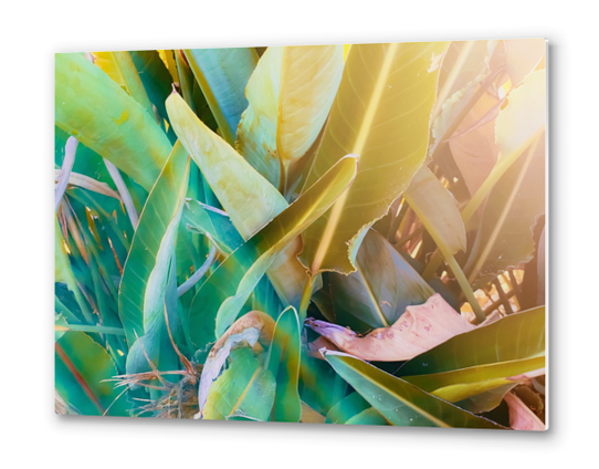 closeup green leaves bird of paradise texture background Metal prints by Timmy333