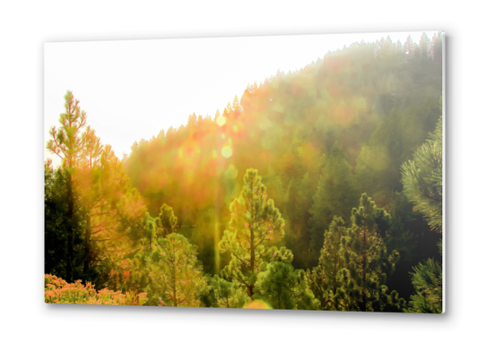 green pine tree background at Lake Tahoe, Nevada, USA Metal prints by Timmy333