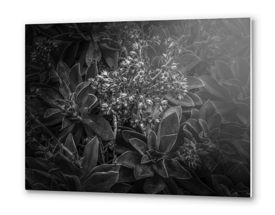 succulent plant with blooming flowers in black and white Metal prints by Timmy333