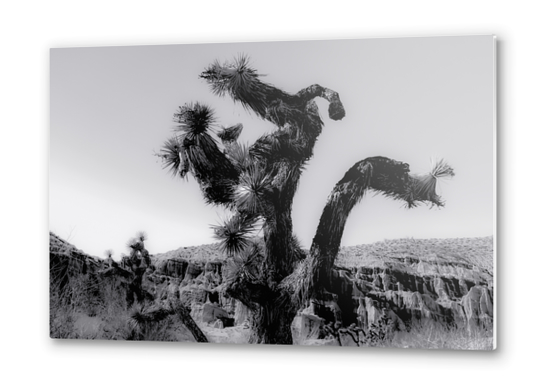 cactus in the desert at Red Rock Canyon state park California USA in black and white Metal prints by Timmy333