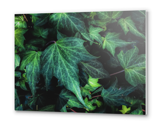 closeup green ivy leaves background Metal prints by Timmy333