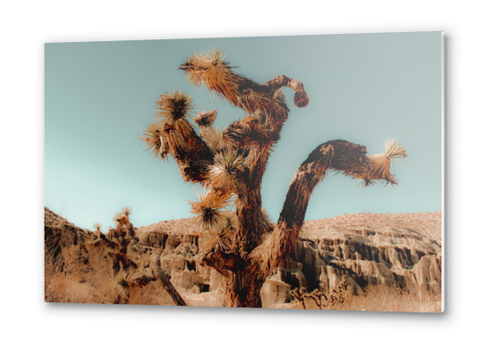 Cactus and desert at Red Rock Canyon State Park California USA Metal prints by Timmy333