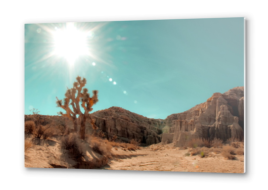 Desert and cactus with summer sunlight at Red Rock Canyon State Park California USA Metal prints by Timmy333