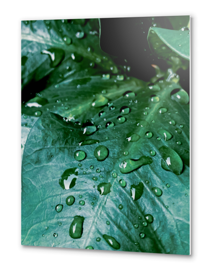 Closeup green leaves plant texture with drop of water Metal prints by Timmy333