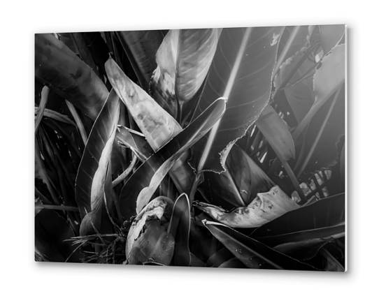 bird of paradise leaves texture in black and white Metal prints by Timmy333