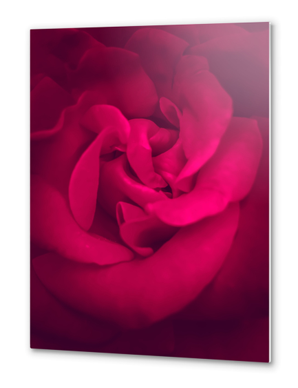 fresh and blooming red rose Metal prints by Timmy333