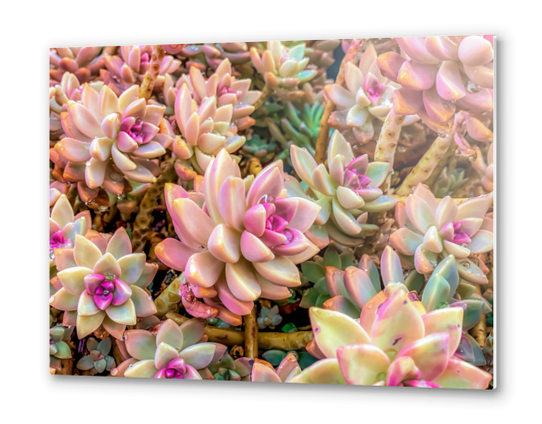 closeup pink and green succulent plant garden Metal prints by Timmy333