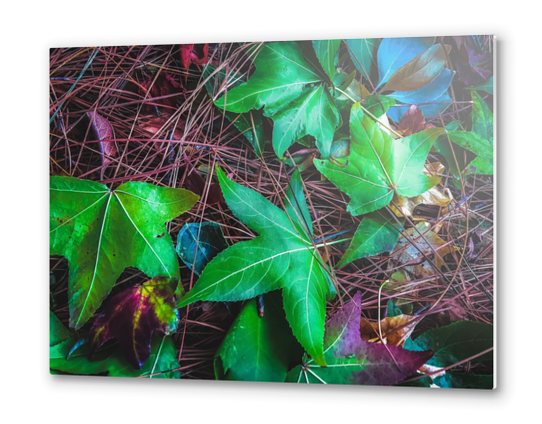 closeup green leaves on the dry grass Metal prints by Timmy333