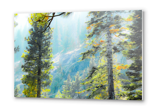green pine tree with mountains background at Lake Tahoe, California, USA Metal prints by Timmy333