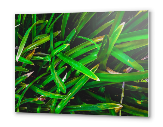 closeup green leaves texture background Metal prints by Timmy333