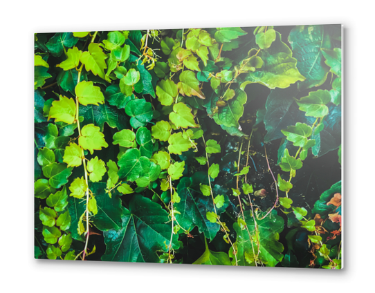 closeup green ivy leaves garden texture background Metal prints by Timmy333