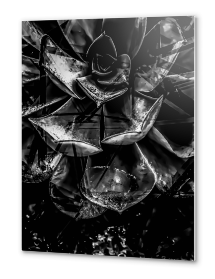 closeup succulent plant texture in black and white Metal prints by Timmy333