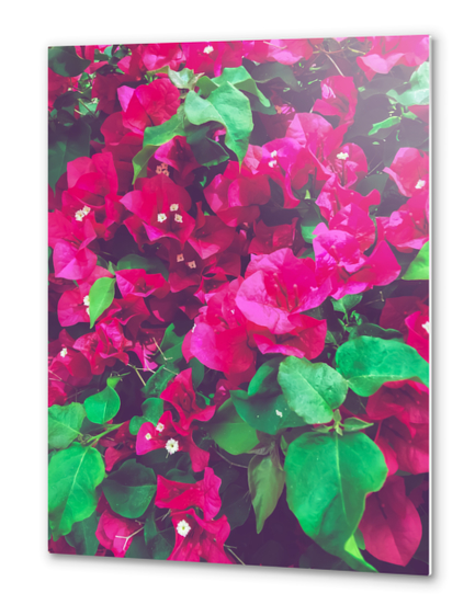 closeup blooming pink bougainvillea flowers with green leaves Metal prints by Timmy333