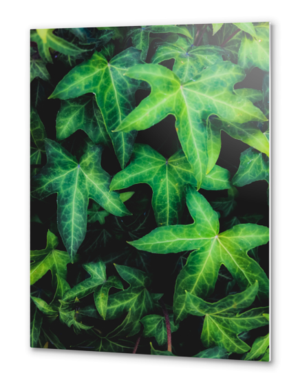 green ivy leaves garden background Metal prints by Timmy333