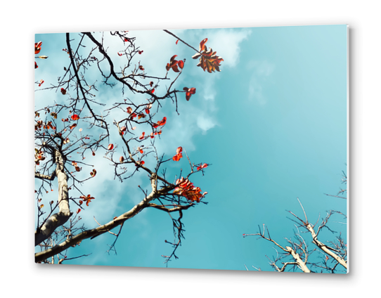 Tree branch with orange autumn leaves and blue sky background Metal prints by Timmy333