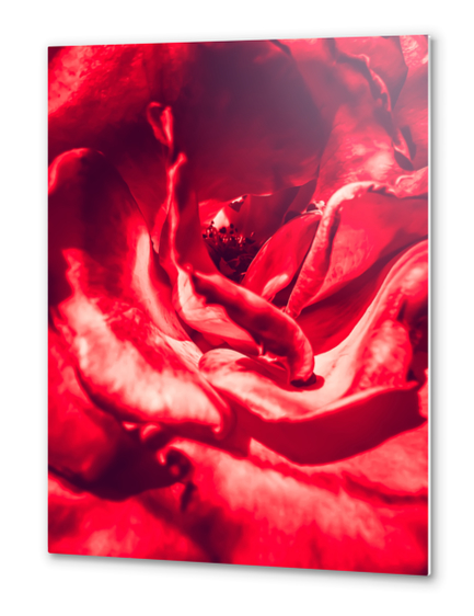 red rose texture background Metal prints by Timmy333