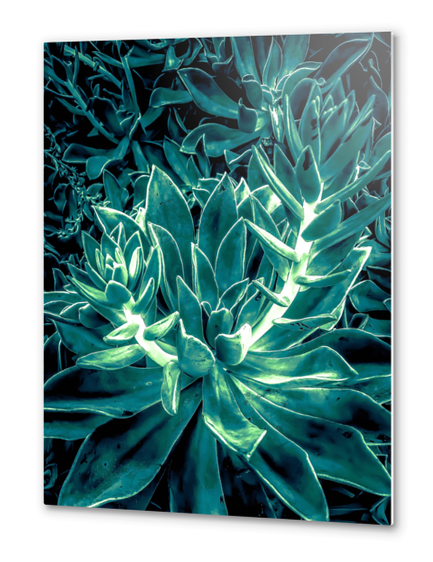 closeup green succulent plant texture background Metal prints by Timmy333