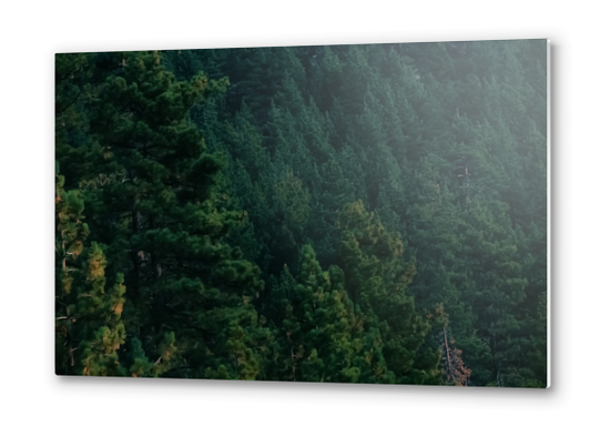 Closeup green pine tree texture background Metal prints by Timmy333