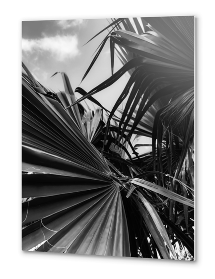 palm leaves texture background in black and white Metal prints by Timmy333