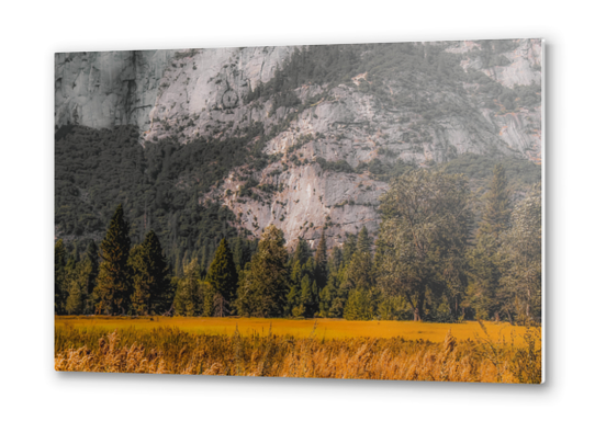 green tree with mountain background at Yosemite national park California USA Metal prints by Timmy333