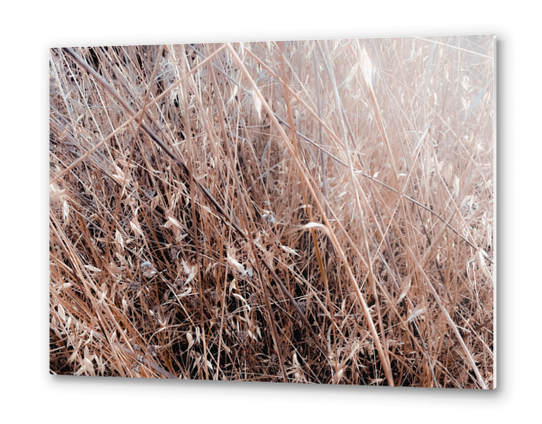 brown dry grass field texture abstract background Metal prints by Timmy333