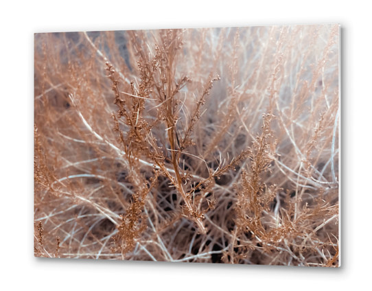 Closeup dry brown plant texture abstract background Metal prints by Timmy333