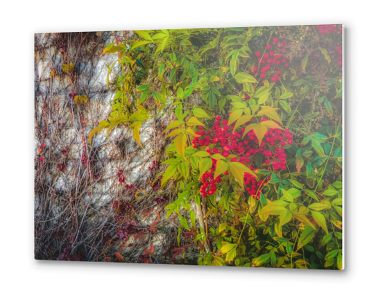 red seed plant with green leaves and cement wall background Metal prints by Timmy333