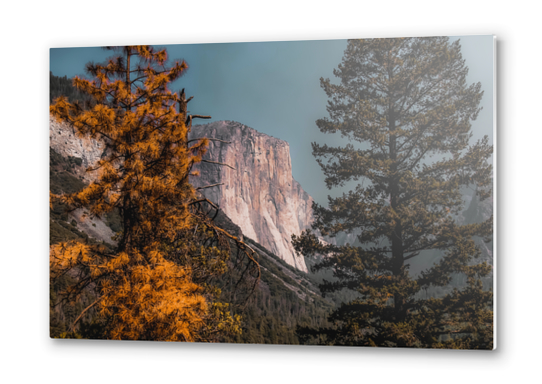 Autumn tree with mountain view at Yosemite national park California USA Metal prints by Timmy333