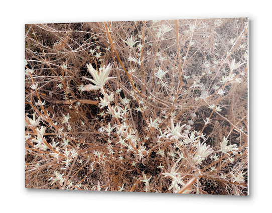 blooming dry flowers with brown dry grass background Metal prints by Timmy333