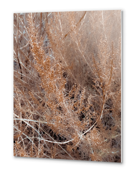 brown dry plant texture abstract background Metal prints by Timmy333