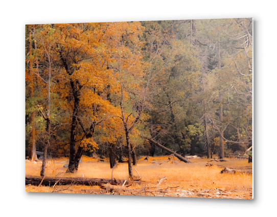 Autumn tree at Yosemite national park California USA Metal prints by Timmy333