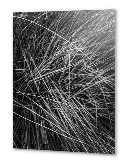 silky grass texture abstract in black and white Metal prints by Timmy333