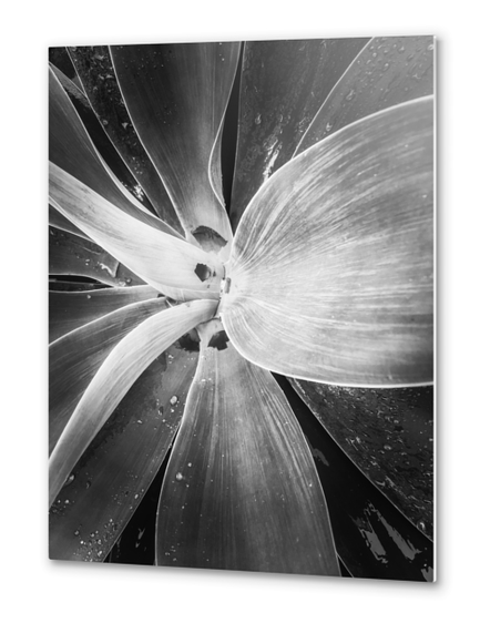 succulent leaves texture in black and white Metal prints by Timmy333