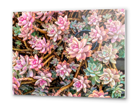 green and pink succulent plant garden texture Metal prints by Timmy333