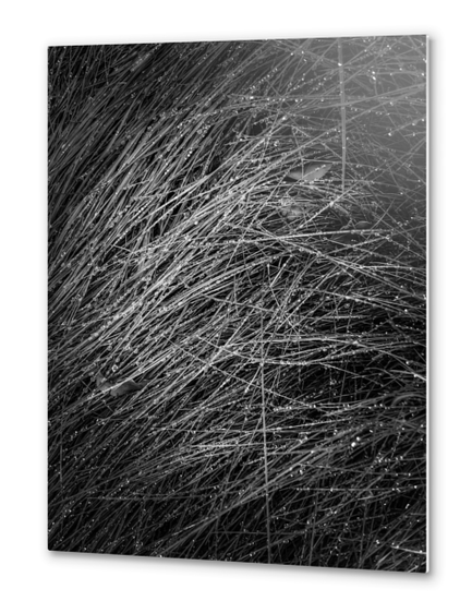 grass texture in black and white Metal prints by Timmy333