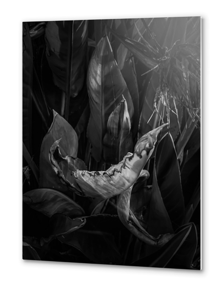 closeup bird of paradise tropical leaves texture in black and white Metal prints by Timmy333