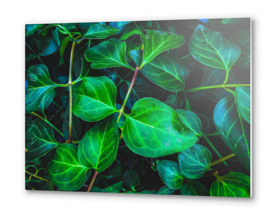 green ivy leaves plant closeup texture background Metal prints by Timmy333