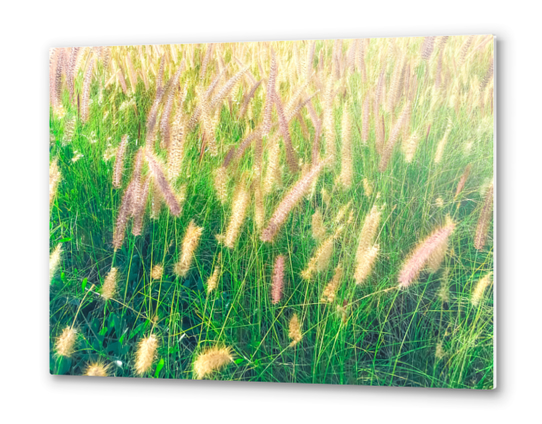 closeup green grass field texture with grass flowers Metal prints by Timmy333