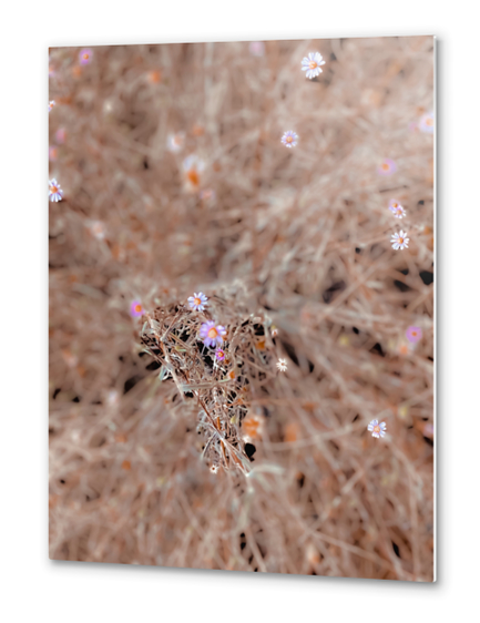 blooming pink and white flowers with dry grass background Metal prints by Timmy333