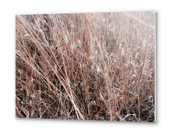 dry brown grass field texture abstract background Metal prints by Timmy333