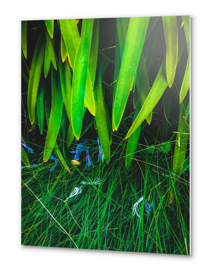 closeup green leaves plant with green grass Metal prints by Timmy333