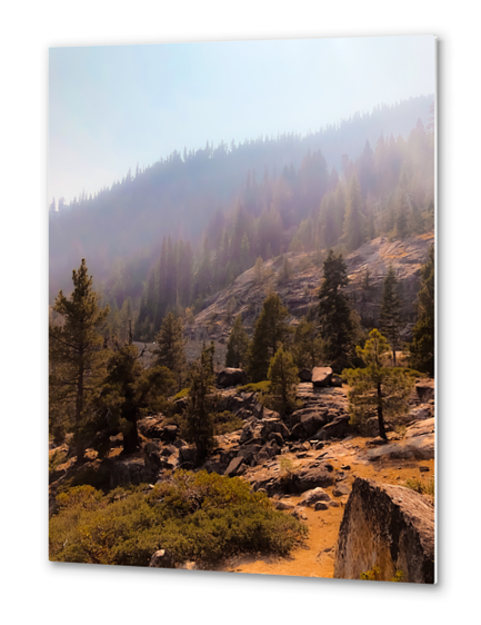 green pine tree with mountain view at Lake Tahoe USA Metal prints by Timmy333