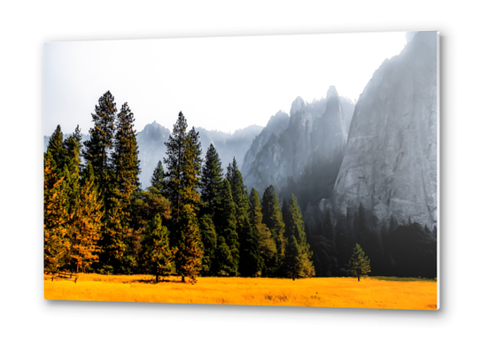 pine tree with mountains background at Yosemite national park, California, USA Metal prints by Timmy333