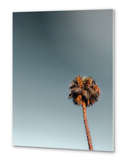 Isolated palm tree in summer with blue sky Metal prints by Timmy333